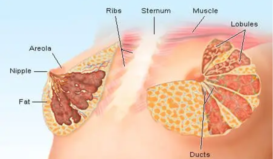 breast anatomy